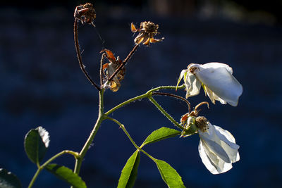 Close-up of wilted plant