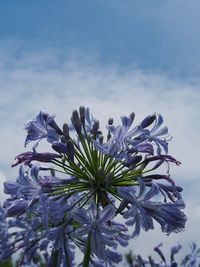 Close-up of purple flowering plant against sky