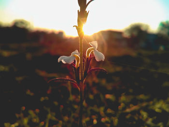 Close-up of plant at sunset