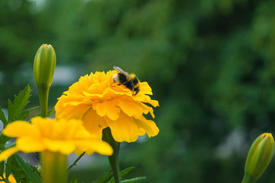 Close-up of bee pollinating on yellow flower