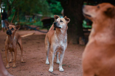 Dogs standing on land