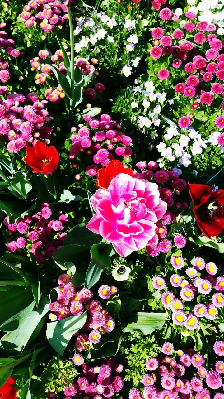 HIGH ANGLE VIEW OF PINK FLOWERS