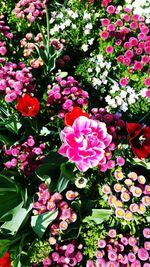 High angle view of pink flowering plants