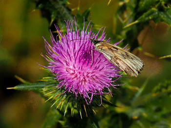 Close-up of honey bee on thistle