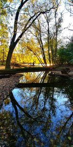 Reflection of trees in lake against sky