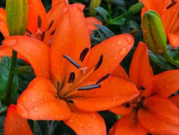 Close-up of wet red flowers