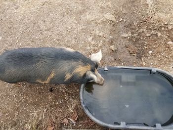 High angle view of a cat drinking water