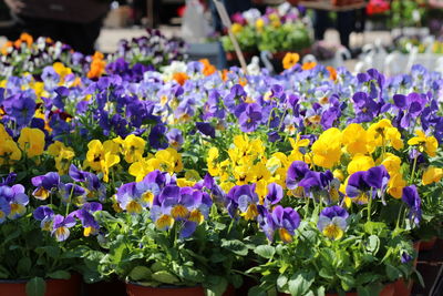 Flower pots at market stall in hakaniemen tori