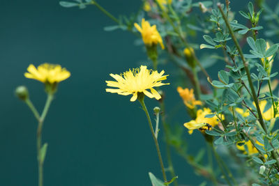 Close-up of yellow flowering plant