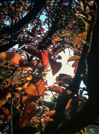 Low angle view of tree