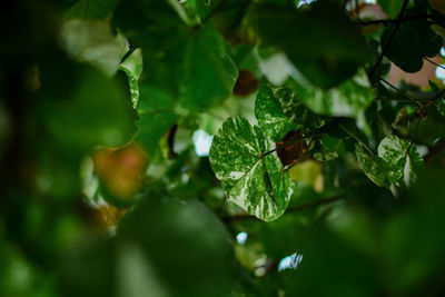 Close-up of green leaves