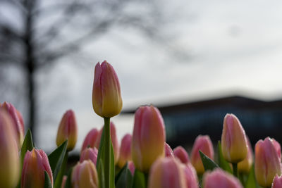 Close-up of pink tulips