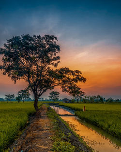 Tree on field against sky during sunset