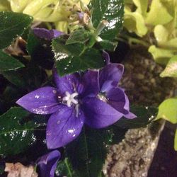 Close-up of purple flowers blooming outdoors