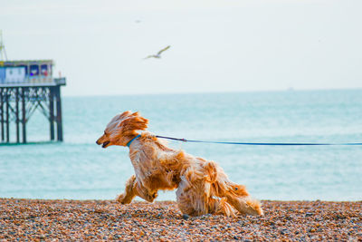 Dog by sea against clear sky