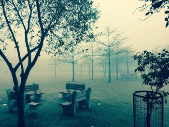 Trees in cemetery during foggy weather