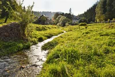 Scenic view of river amidst field against sky