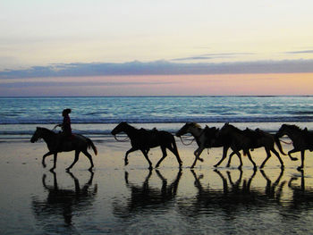 Horses on beach against sky during sunset