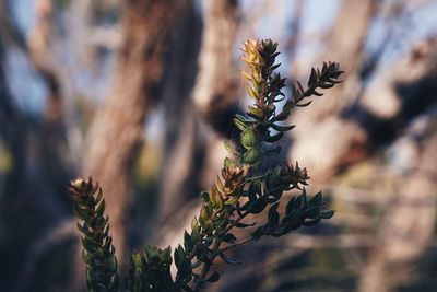 Close-up of plant