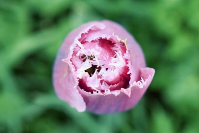 Close-up of pink rose flower