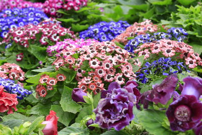 Close-up of multi colored flowers