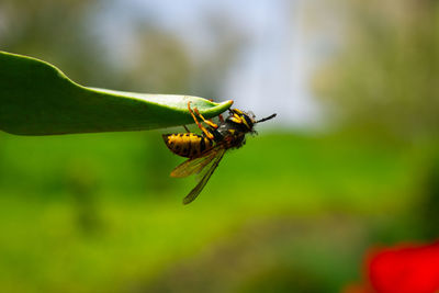 A yellow wasp hangs on a green flower leaf.