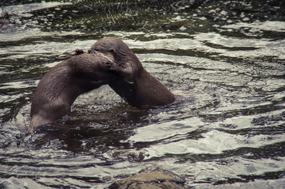 Close-up of duck in river