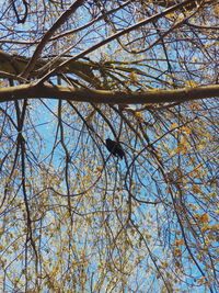 Low angle view of bird perching on tree