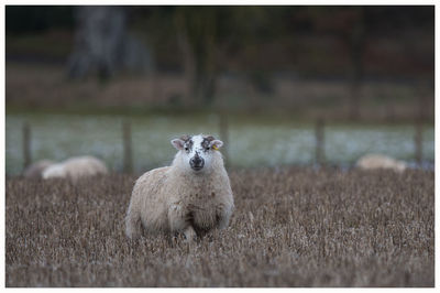 Portrait of sheep on field