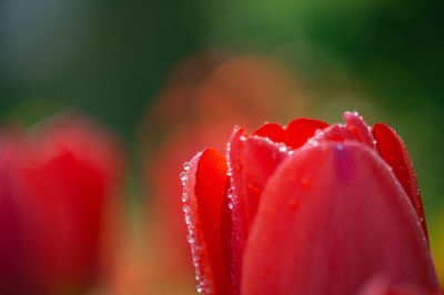 Close-up of wet red rose flower