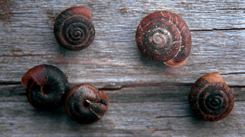 Close-up of snail on wood