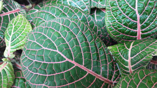 Full frame shot of fresh green plants