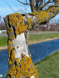 Close-up of tree trunk