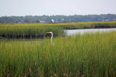 Close-up of bird on field by lake against sky