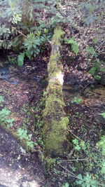 High angle view of trees growing in forest