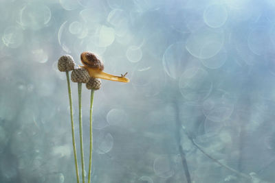 Close-up of crab in lake