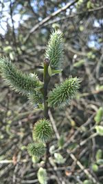 Close-up of plant growing outdoors