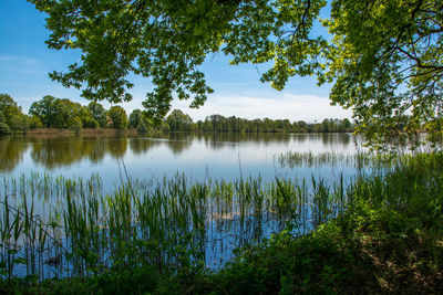 Scenic view of lake in summer