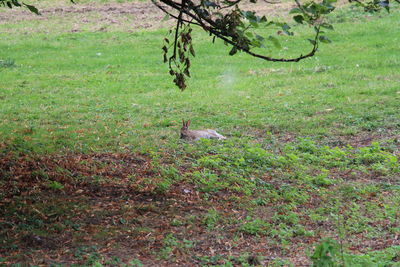 High angle view of bird on field