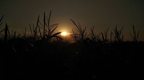 Silhouette plants growing on field at sunset
