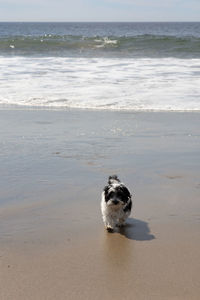 Havanese puppy