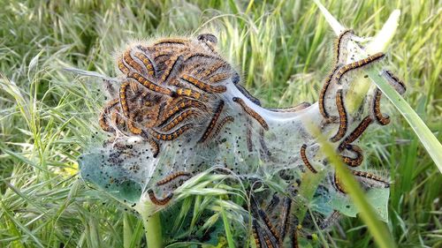 Close-up of snake on field