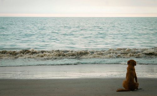 Rear view of man sitting on beach against clear sky