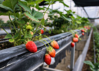 Close-up of strawberry growing on plant