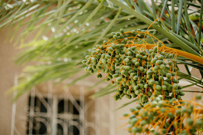 Green bunches of dates on a palm tree against the background of the building wall. close-up.