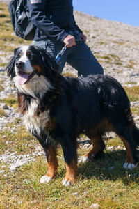 Low section of dog standing on field