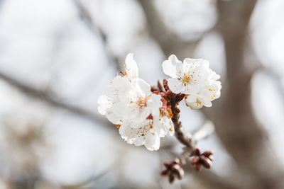 Close-up of white cherry blossom tree