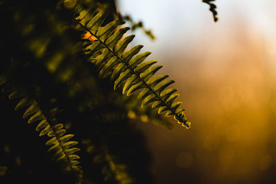 Close-up of fern leaves on tree