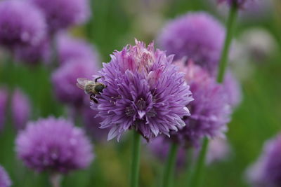 Close-up of insect on purple flowers growing at field