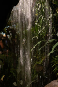 Close-up of wet plants in forest